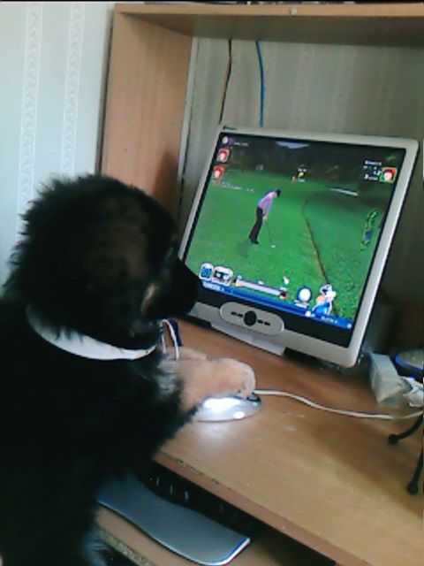 MY DOG WONT LET ME BACK ON COMP